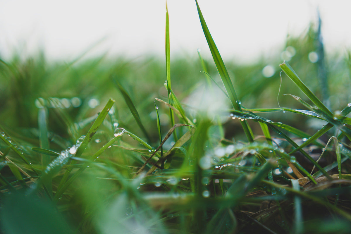 Why Is My Turf Dry in Some Spots and Wet in Others?