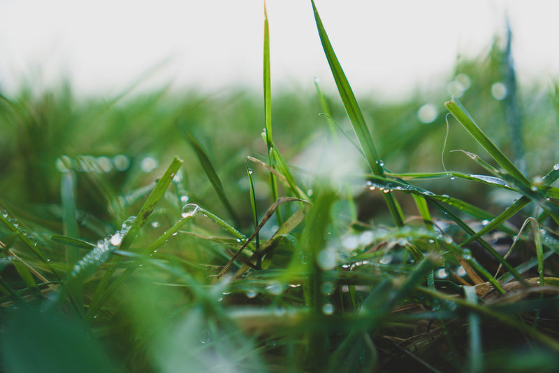 Why Is My Turf Dry in Some Spots and Wet in Others?