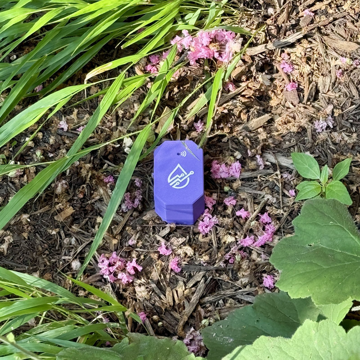 A Harmony Analytica node in a mulched bed among crape myrtle petals