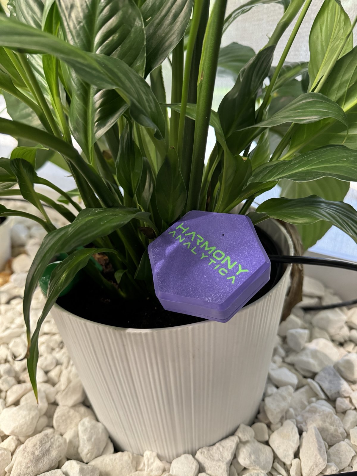 A Harmony Analytica node in a potted peace lily