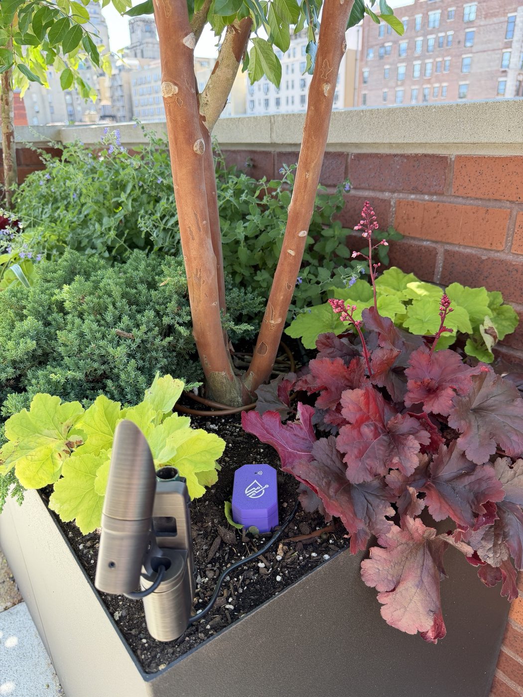 BLADE sensor installed in a rooftop planter among heuchera and juniper